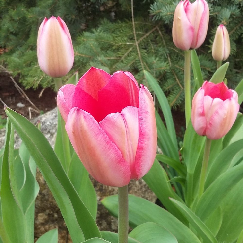 Meet your Posher, Paula